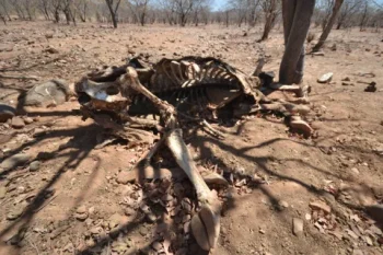 Animal skeleton on dry desert ground in Namibia.